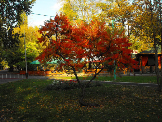 43729 (a): :1600x1200